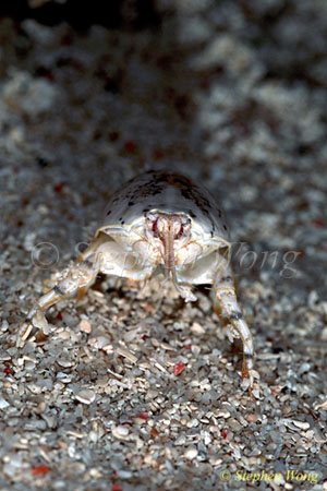 Crab, Pacific Mole Crab 02 Hippa Pacifica 080803