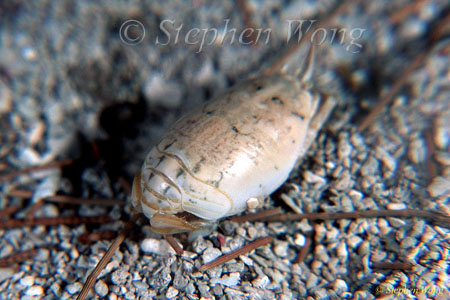 Crab, Pacific Mole Crab 05 Hippa Pacifica backview 080803