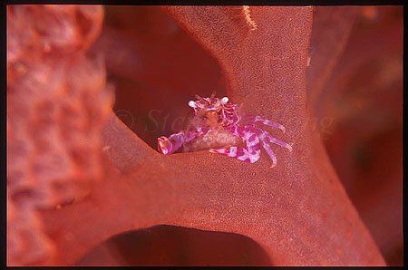 Crab, Pea Crab 02 with eggs