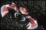 Crab, Porcelain Crab 01, Neopetrolisthes maculatus
