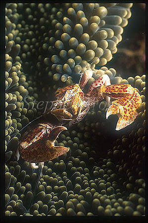 Crab, Porcelain Crab 02, Neopetrolisthes ohshimai