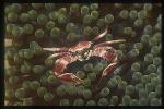 Crab, Porcelain Crab 03, Neopetrolisthes maculatus