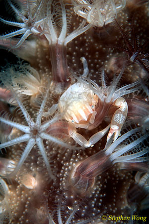 Crab, Porcelain Crab 06, Porcellanella triloba 080203