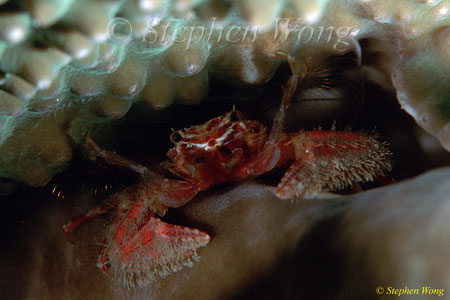 Crab, Porcelain Crab 07, Petrolisthes 080203