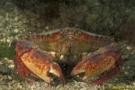 Crab, Red Rock Crab 01 Vancouver Island 111403