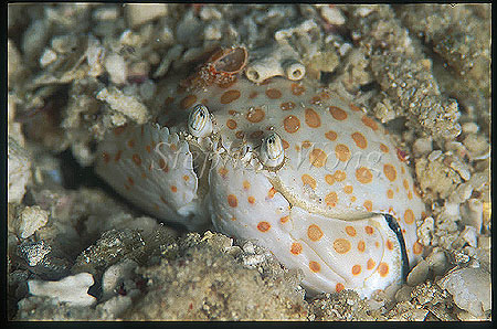 Crab, Shame-faced Crab 01