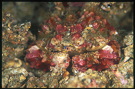 Crab, Shame-faced Crab 02