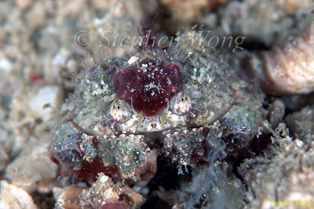 Crab, Shame-faced Crab 03 2cm 080803