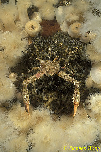 Crab, Sharp Nosed Crab, Vancouver Island 110103