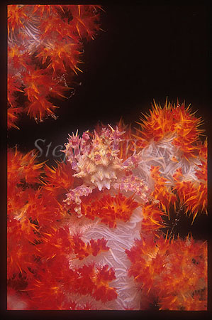 Crab, Softcoral Crab 01