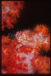 Crab, Softcoral Crab 01