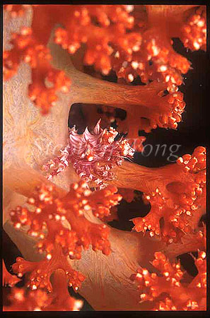 Crab, Softcoral Crab 02 Hoplophrys oatesii
