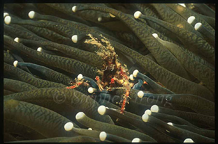 Crab, Spider Crab 01, Naxioides taurus