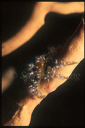 Crab, Spider Crab 02, sp , with crinoid on body