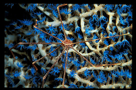 Crab, Spider Crab 03, Chirostylus sp. on Blue Fan