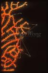 Crab, Spider Crab 06, Chirostylus sp. on Sea Fan