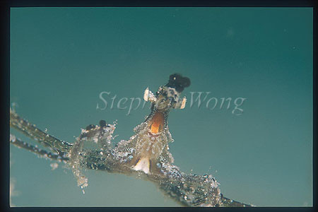 Crab, Spider Crab 08 head & mouth closeup