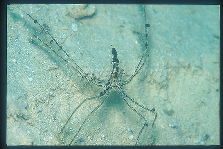 Crab, Spider Crab 09