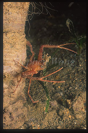 Crab, Spider Crab 10 on stem of tube anemone