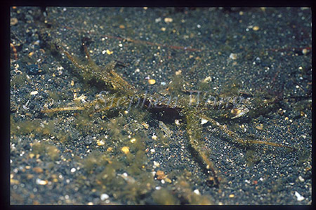 Crab, Spider Crab 11, Be-Chi Kani