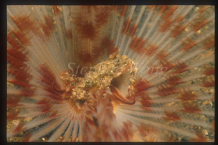 Crab, Swimmer Crab 01 on Feather Worm