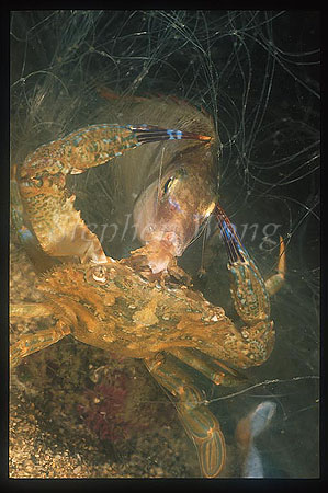 Crab, Swimmer Crab 02 eating fish, both animals netted