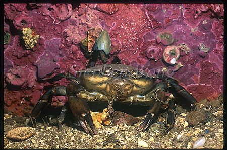 Crab, Swimmer Crab 04 fiord Norway
