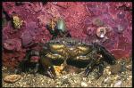 Crab, Swimmer Crab 04 fiord Norway