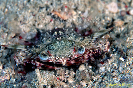 Crab, Swimmer Crab 05, derawan 080803