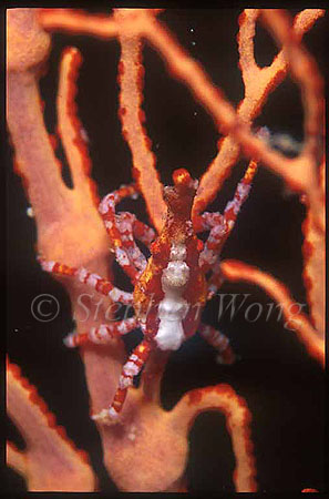 Crab, Xeno Crab 01, Xenocarcinus conicus