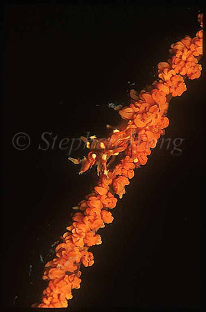 Crab, Xeno Crab 02, Xenocarcinus tuberculatus