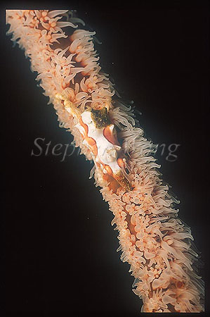 Crab, Xeno Crab 03, Xenocarcinus tuberculatus