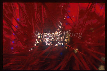 Crab, Zebra Crab 01 on urchin