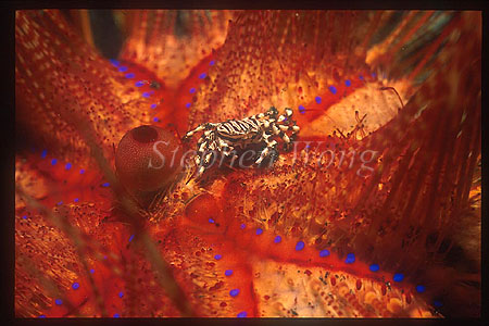 Crab, Zebra Crab 02 on urchin