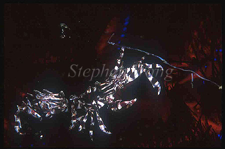 Crab, Zebra Crab 03 on urchin