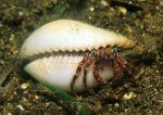 Hermit Crab, 02