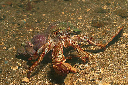 Hermit Crab, 03 fiord Norway