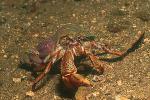 Hermit Crab, 03 fiord Norway