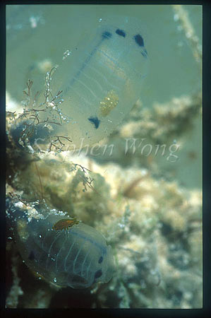 Isopod, Sea Lice 01 on Tunicate (bottom one)