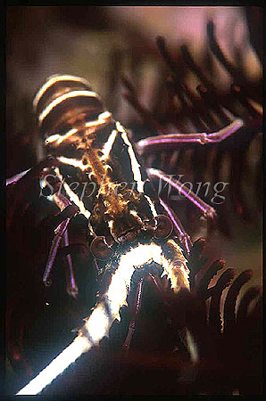 Lobster, Spiny Lobster baby 02, Panulirus versicolor