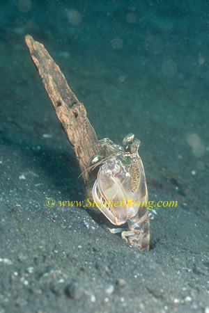 Mantis Shrimp 10 0705 holding wood at its lair