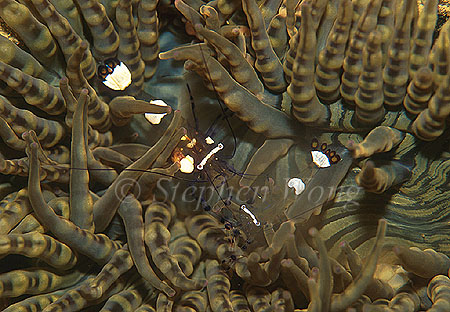Shrimp, Anemone Shrimp 02