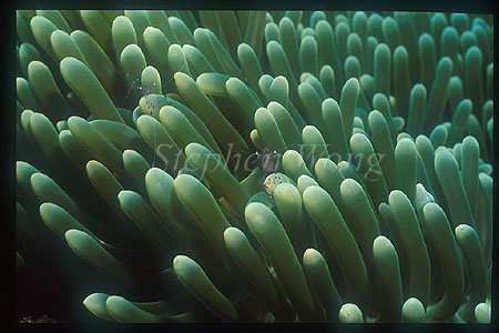 Shrimp, Anemone Shrimp 05