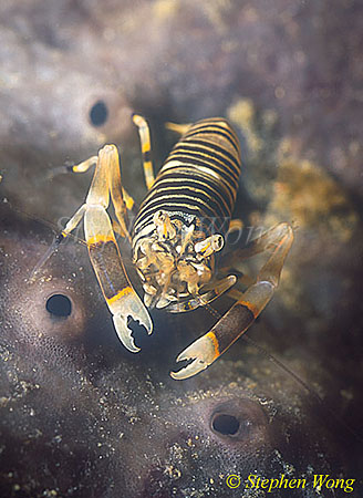 Shrimp, Bumble Bee Shrimp 04