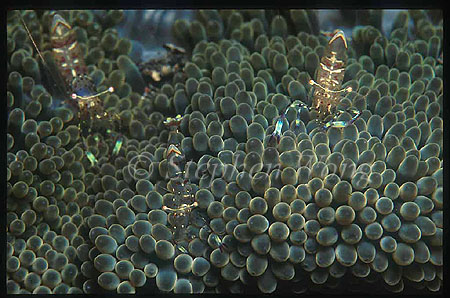 Shrimp, Commensal 01, Periclimenes