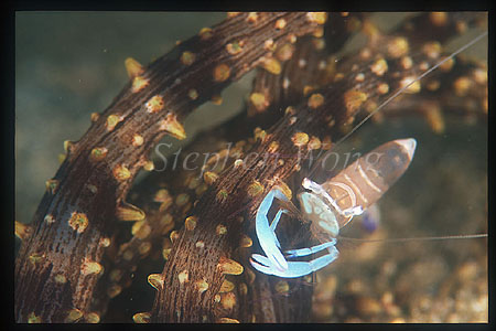 Shrimp, Commensal 05, on Sand Anemone