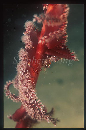 Shrimp, Commensal Shrimp 12, on sea pen