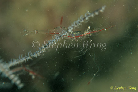 Shrimp, Commensal Shrimp 18, P.psamathe 080103