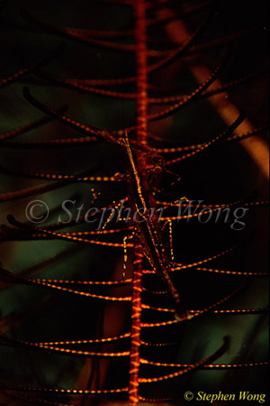 Shrimp, Commensal Shrimp 20 Satomi, new species 080103