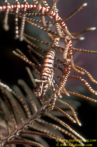 Shrimp, Commensal Shrimp 25 on crinoid 060104